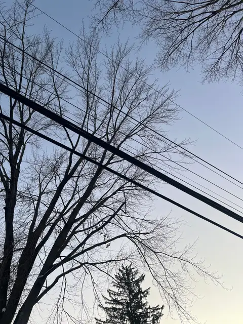Bare branches reaching for the quiet, fading sky.
